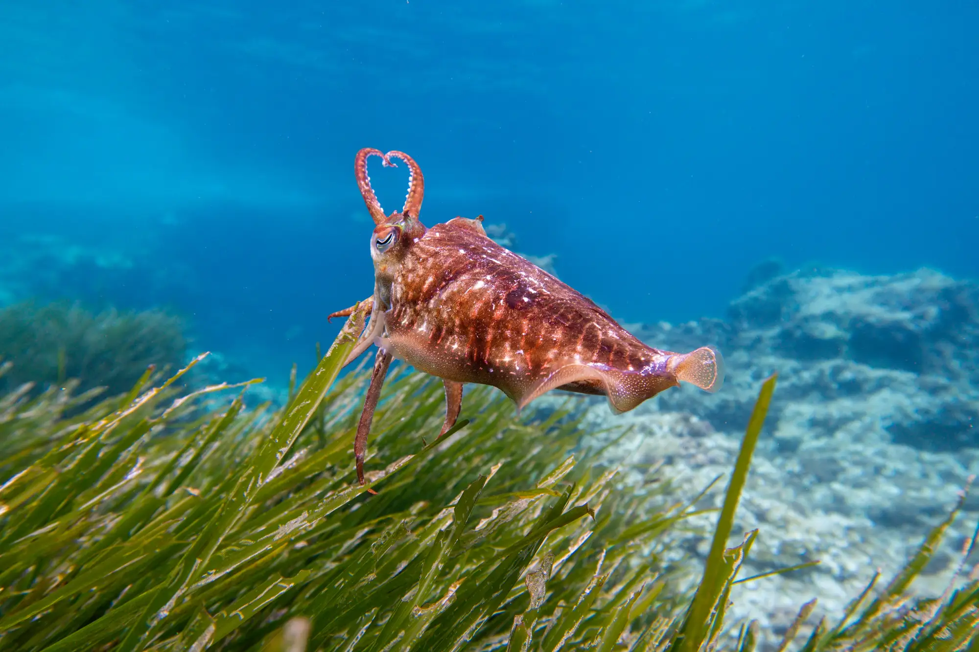 A seagrass meadow in clear Mediterranean water, with a cuttlefish swimming over the canopy