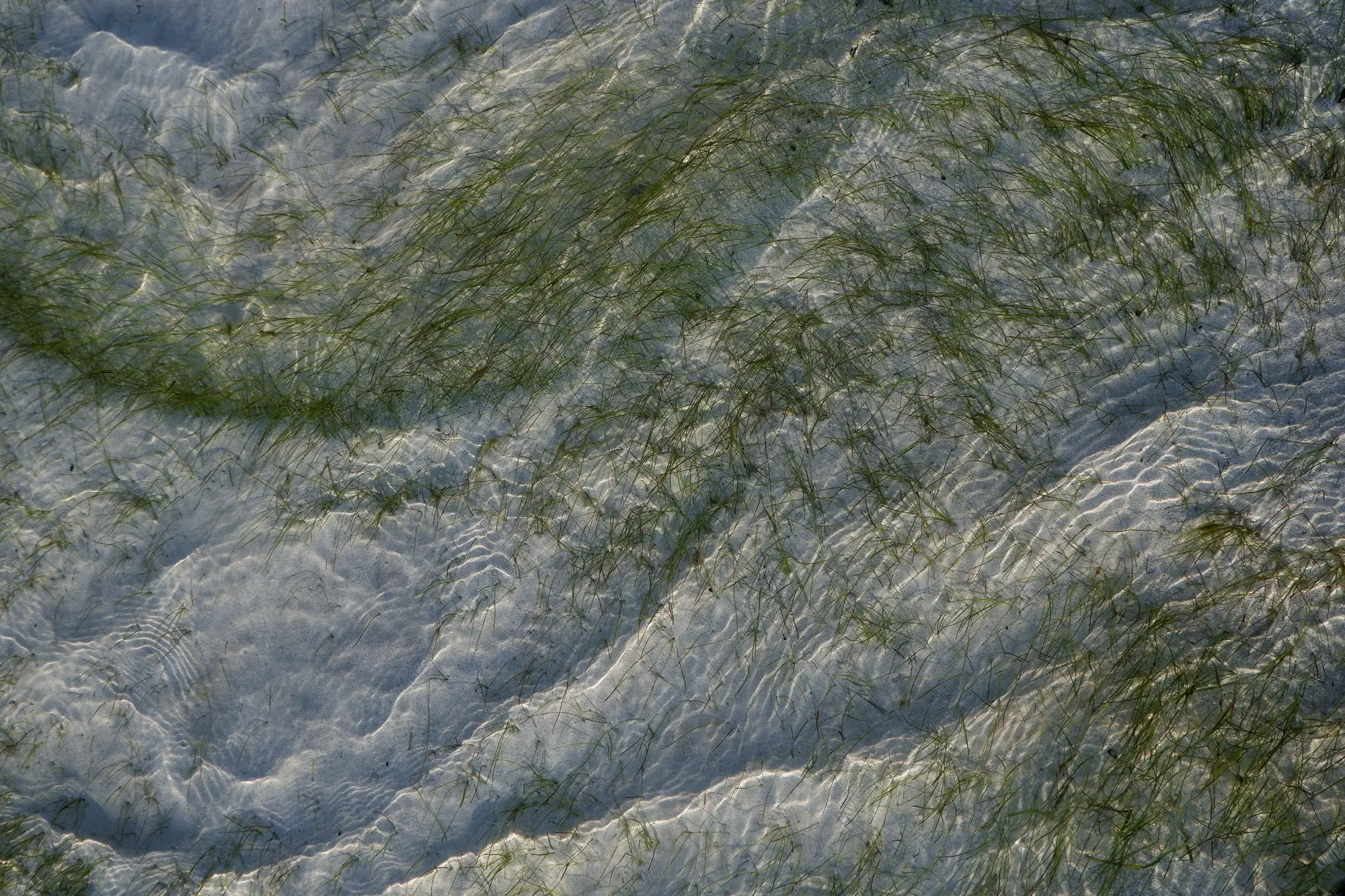 Seagrass blades seen from above through rippled, shallow water over pale sand